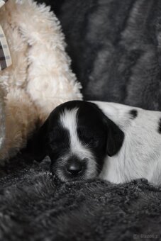 Niebieski spaniel pikardyjski FCI (wyżeł,płochacz) - 4