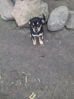 Oddam szczeniaczki w dobre ręce - 4