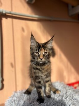 Kocięta Maine Coon  s PP - 4