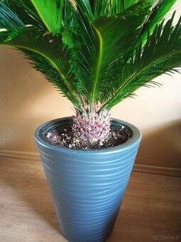 Cykas revoluta  palma wysokość liści ok 70 cm szerokość ok 1 - 4