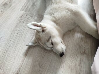 Siberian Husky ZKwP FCI suczka - 4
