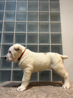 Owczarek środkowoazjatycki alabai - 4