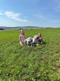 Dog Argentyński z PP, szczenięta dogo argentino REZERWACJE - 4