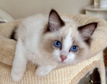 Ragdoll - uroczy Waldi - 4