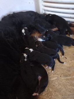 Berneński pies pasterski - 4