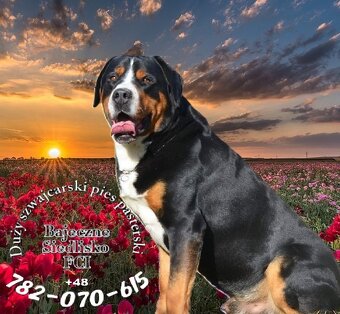 mamy Duży Szwajcarski Pies Pasterski szczeniak szczeniaki - 4