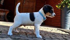 Parson Russell Terrier ZKwP FCI - 4