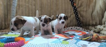 Jack Russell terrier - 4