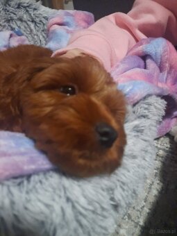 Szczeniak Cockapoo - 4