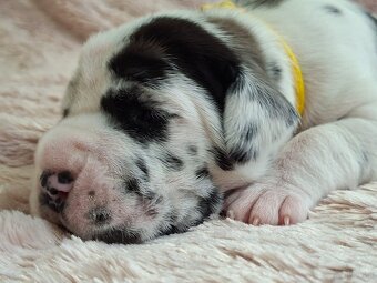 Dog niemiecki - 4