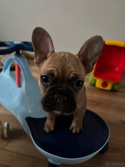 Dwie suczki buldog - 4