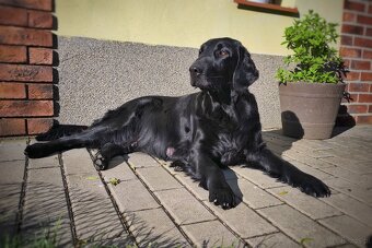 Flat coated retriever - Rezerwacja szczeniąt - 4