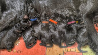 Flat coated retriever - Rezerwacja szczeniąt FCI - 4
