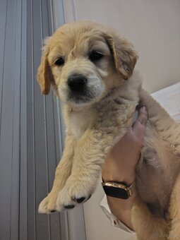 Golden retriever sunia - 4