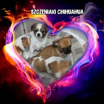 Szczeniaki chihuahua - 4