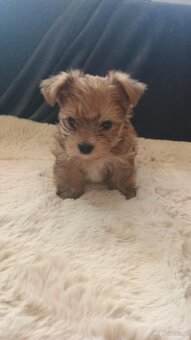 Yorkshire terrier - 4