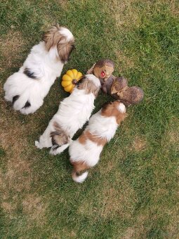 Pekińczyk Pekińczyki Nie Shih Tzu - 4
