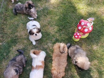 Pekińczyk Pekińczyki Nie Shih Tzu - 4