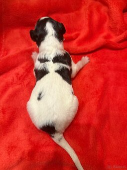 Chart rosyjski borzoj - 4