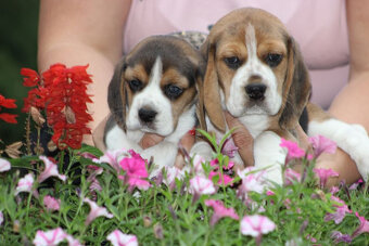 Beagle szczeniaczki ZKwP FCI po Championach - 4