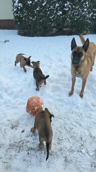 Owczarek belgijski - 4