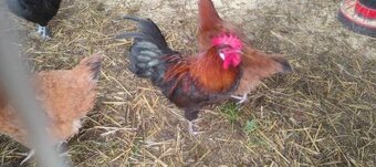 Mocne i zdrowe koguciki Czwerek – gotowe do hodowli - 4