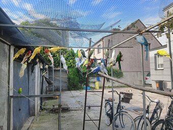 Aleksandretty faliste rozele - 4