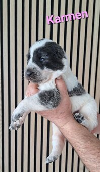 Owczarek środkowoazjatycki ... szczenięta FCI - 4