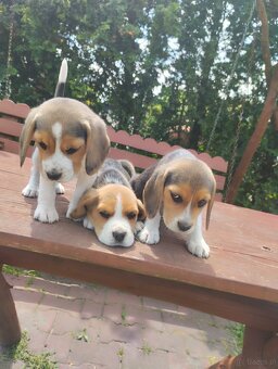 Beagle szczenieta - 4