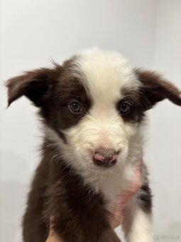 Szczeniaki border collie - 4