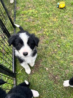 Puppies border collie - 4