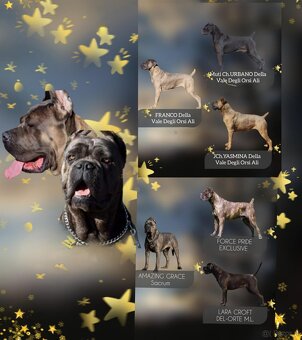 Cane Corso Ksin Fargo Fci - 4