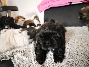 Pieski rasy Shih- tzu - 4