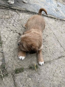 Szczeniaki shih tzu - 4