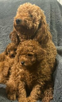 Pudel miniaturowy red - 4