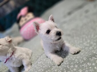 West Highland White Terrier-szczeniaki - 4