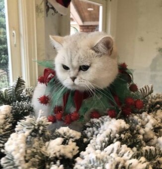 Szkocka Zwisłoucha - Firenze - 4