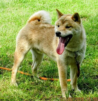 Shiba Inu, dziesięciomiesięczny, czerwony piesek - 4