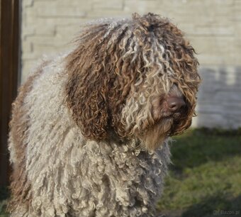 Hiszpański pies dowodny - z rodowodem FCI - 4