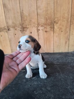 Beagle tricolor - 4