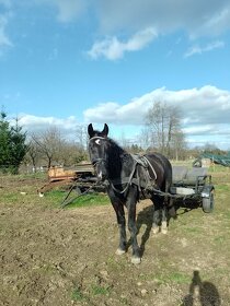 Koń śląski wałach 2,5 roku Bajron - 4