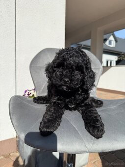 Cockapoo - pudel miniaturowy - 4