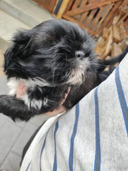 Suczka shih-tzu - 4