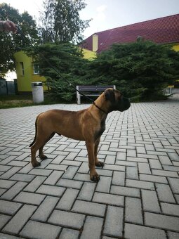 Bulmastif s PP/ Bullmastif/ Bulmastiff - 4
