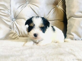 York Biewer - maleńki piękny chłopczyk. luxusowy. - 4