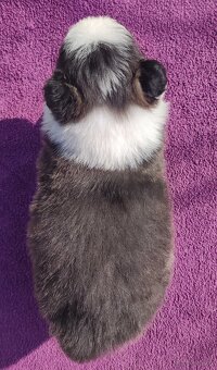 Rasowy Pies Border Collie - TOMI z pełną dok. z hodowli - 4