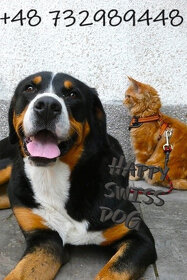 Duży Szwajcarski Pies Pasterski cudne szczeniak szczenięta - 4