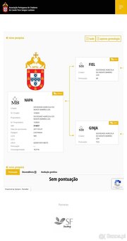 Napa - Lusitano mare - 4