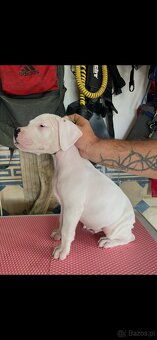 Dog argentyński - 4