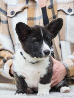 Welsh corgi cardigan szczenięta - 4